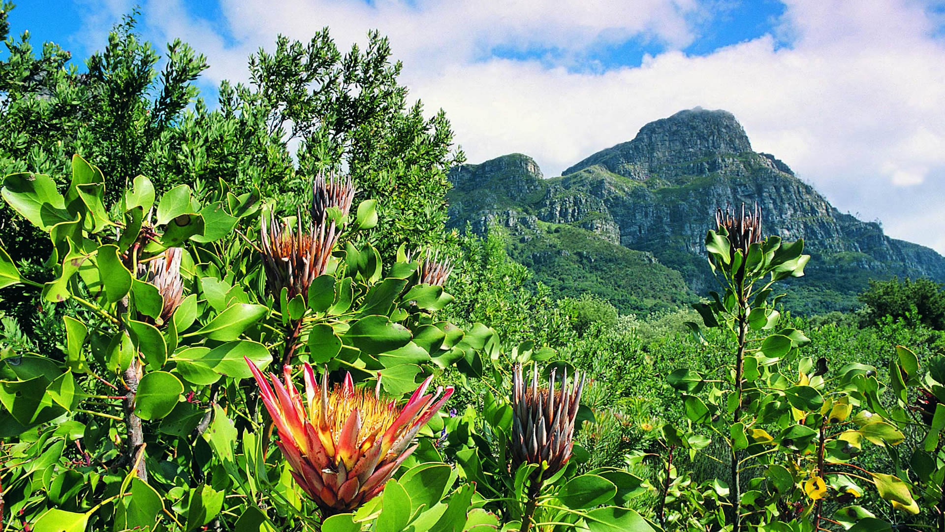 South African Flower Exporters | Cut Flowers