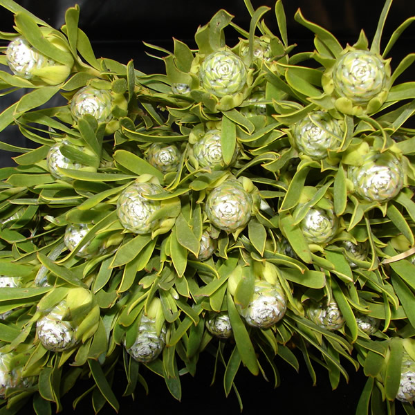 Bouquets
