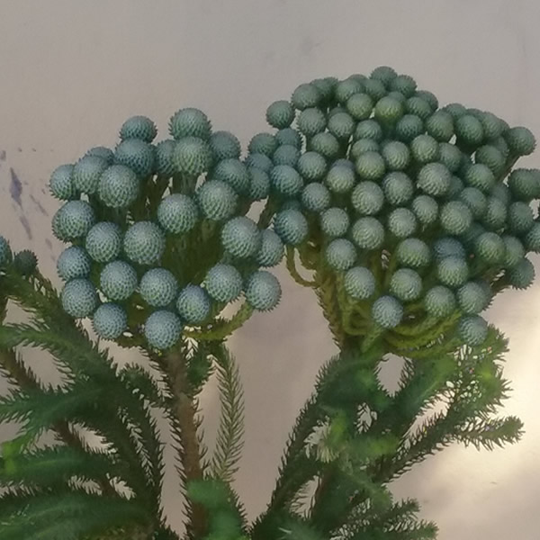 Cape Greens