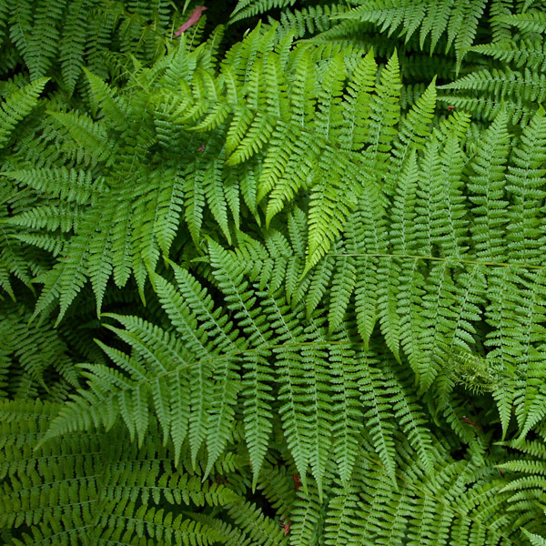 Ferns & Foliage