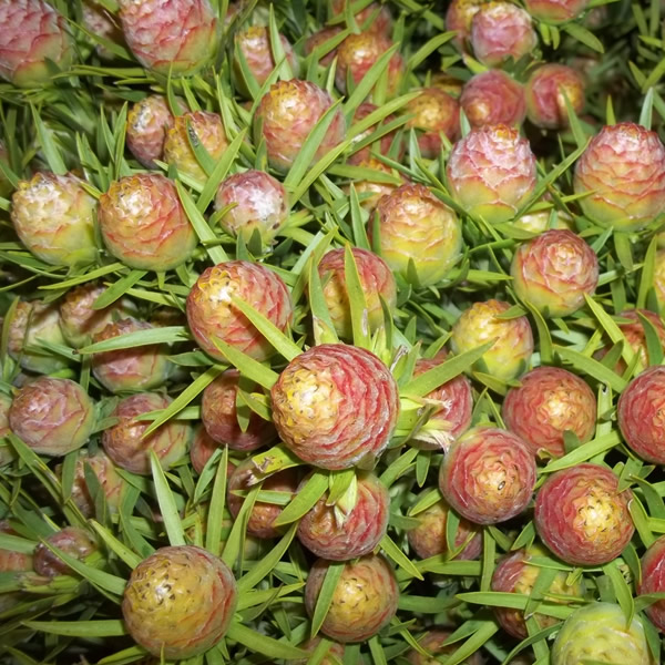 Leucadendrons