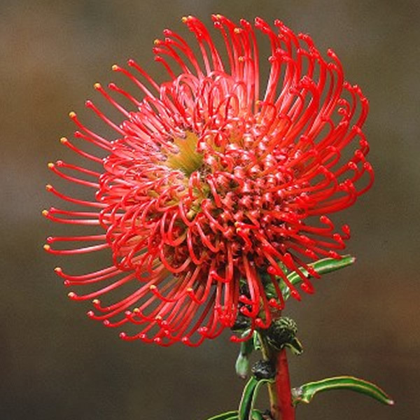 Leucospermums