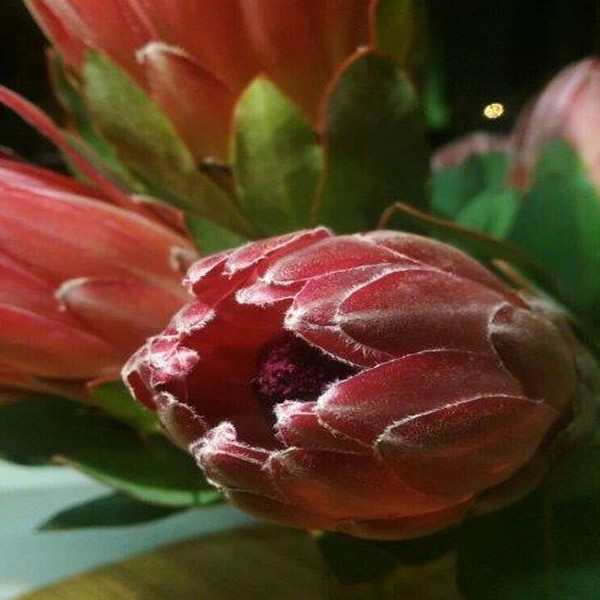 Proteas