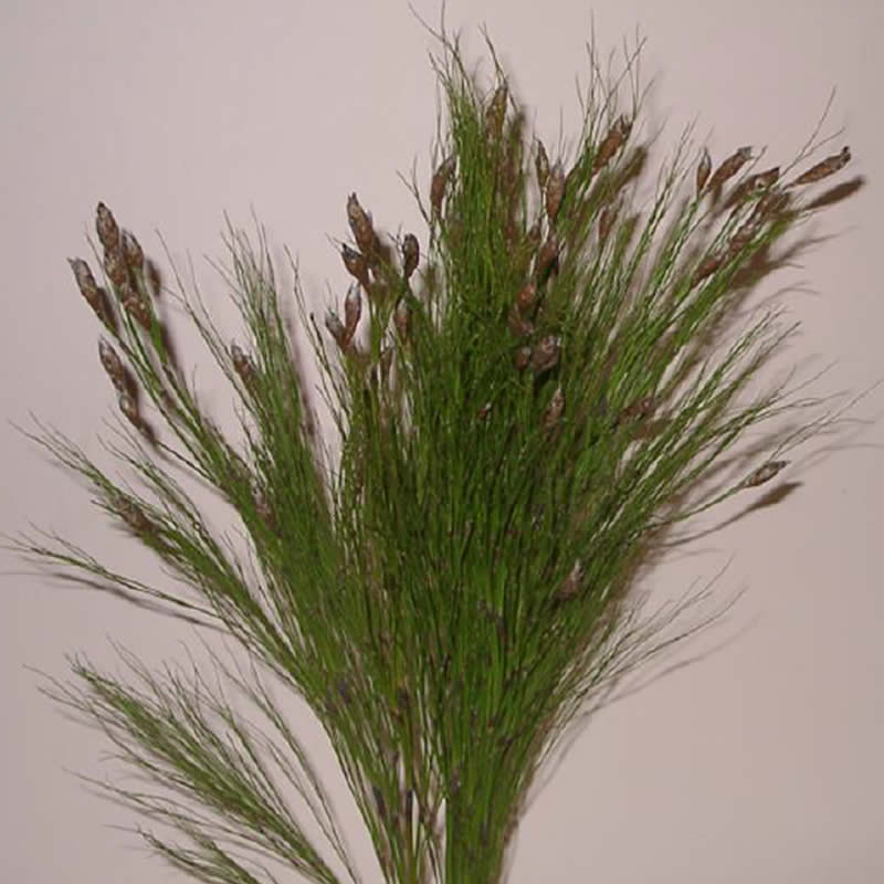 Bell Reed