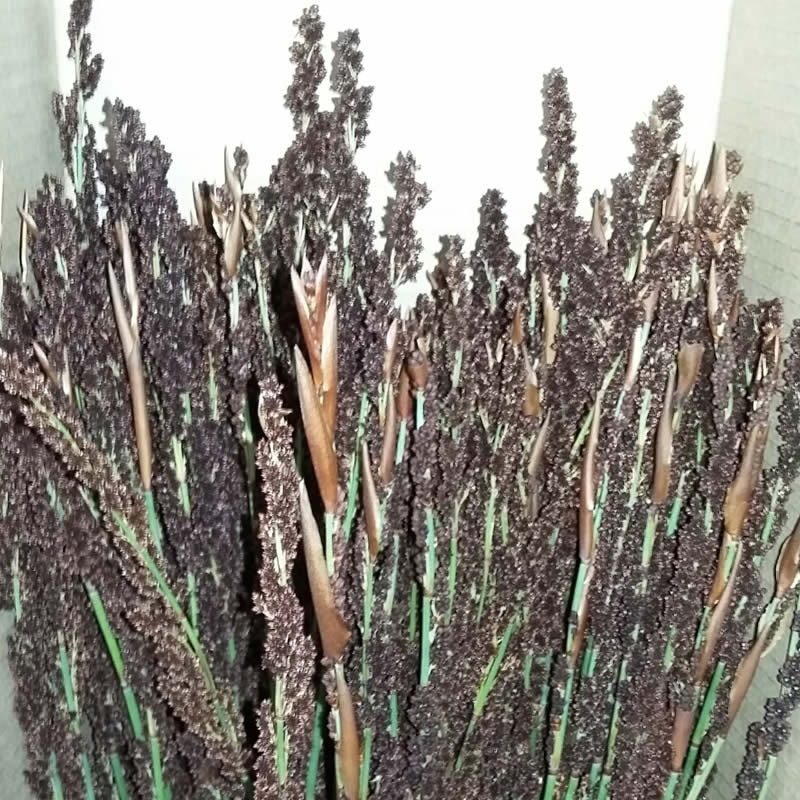 Black Mountain Grass