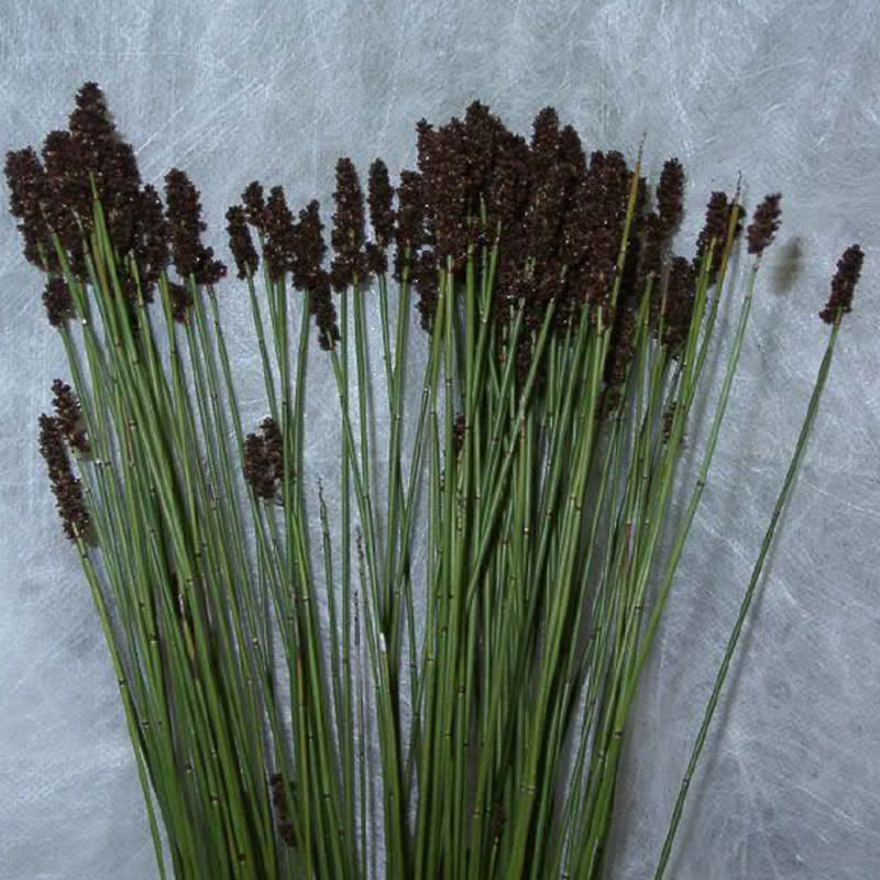 Black Mountain Grass