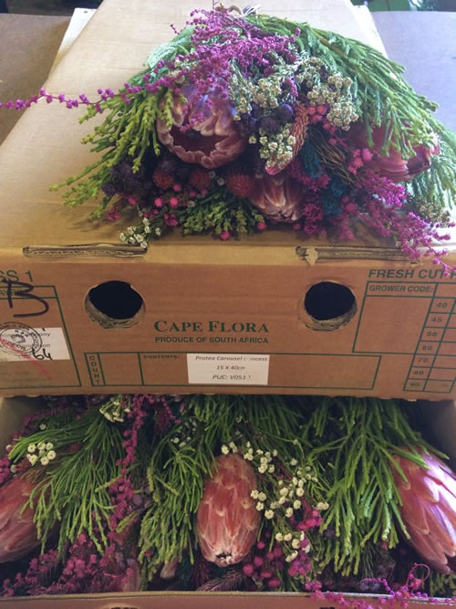 Protea Carousel Princess